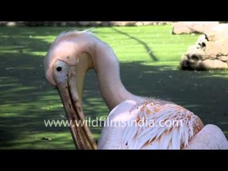 Rosy Pelican preens itself in Iroishemba, Manipur