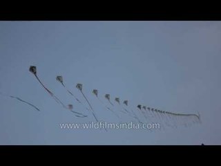 Hundred kites on a single string at the KIte Flying Festival