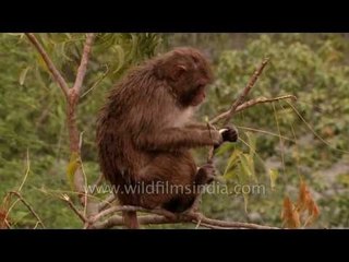 Macaques doing datun or brushing teeth with neem tree leaves!