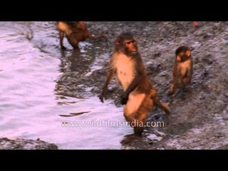 Macaque foraging on the mudflats of Sundarbans