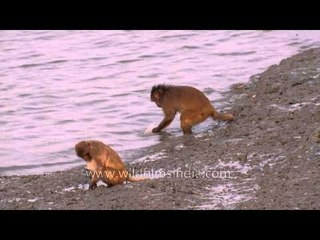 Rare view : Monkey spotted a eating bird at Sundarbans