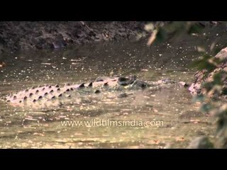 Crocodiles, ambush predators of Sunderban National Park