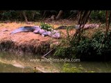 Crocodile spotted on the banks of the river in Sundarban