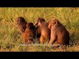 Monkeys grooming each other at Sundarban, West Bengal