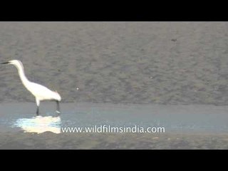 Little Egret (Egretta garzetta) at Fazerganj, West Bengal