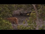Rare tiger sighting in Sundarbans mangrove forest!