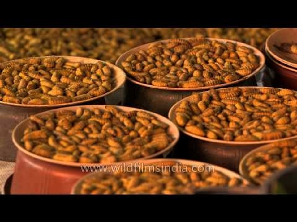 Silk worms and snails on sale in India