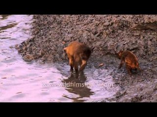 Macaque eating a bird in Sundarbans mangrove swamps