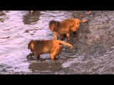 Monkeys gathered around the river, searching for food