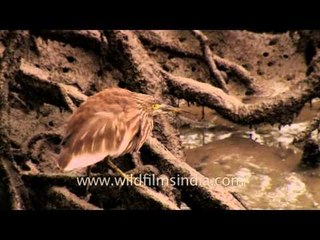 Indian Pond Heron or Paddybird (Ardeola grayii) at Sundarbans