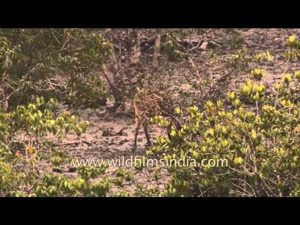 Chital Deer grazing in a mangrove