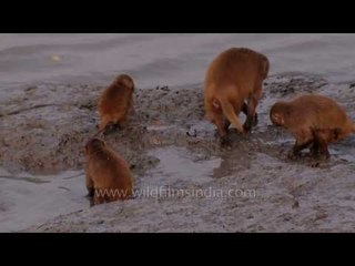 Mystery: What are these monkeys searching for in the Sunderbans?