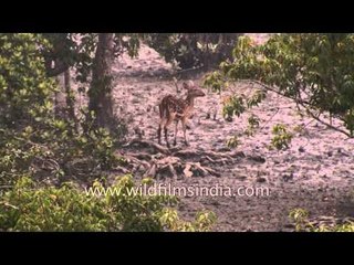 Spotted Deer in its natural habitat at Sundarban