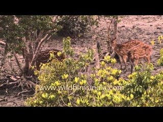 Spotted Deer that live in the Sundarbans swamps