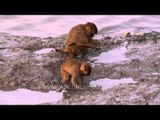 Rhesus Macaques eating molluscs and crabs : rare behaviour