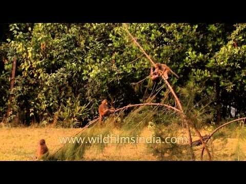 Young monkeys scurrying around on treetops