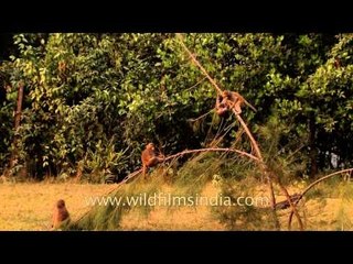 Young monkeys scurrying around on treetops