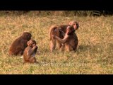Rhesus monkeys socializing with each other
