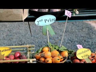 Naga tree tomatoes on shelf at Hortiscape, Hornbill Fest