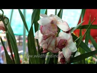 Tempting beauty of orchids! at Naga Heritage Village