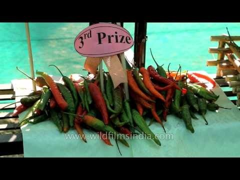 Raja mircha exhibited at Hornbill Horticulture Exhibition