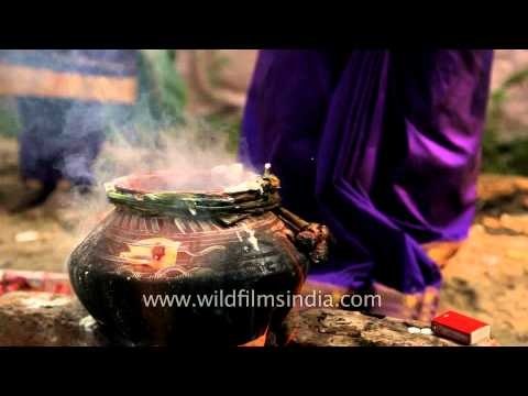 Ritualistic celebration on Pongal harvest festival