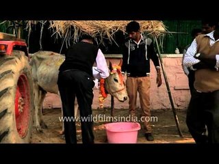 Cattle worship on Mattu Pongal