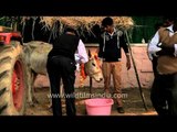 Cattle worship on Mattu Pongal