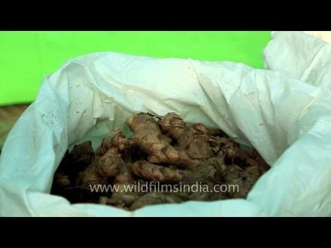 Naga ginger and chives exhibited at Hornbill Fest