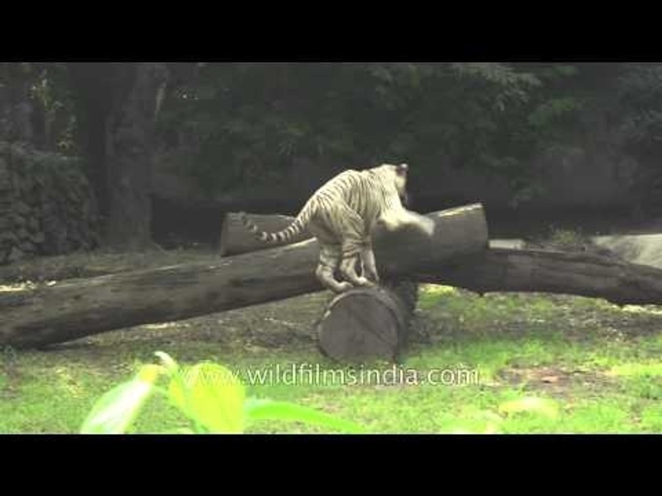 White tiger : a royal creature