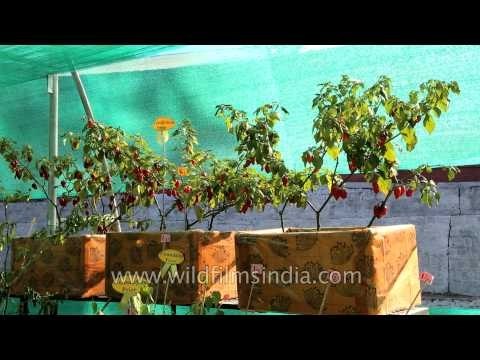 World's hottest chilly exhibited at Hornbill Fest