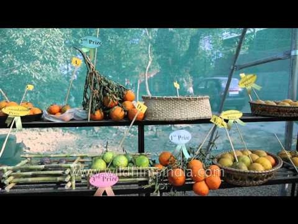 Local Naga oranges displayed at Hortiscape, Kisama village