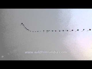 Man launches the strings of kites at International Kite Festival