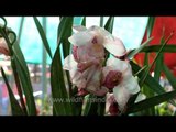 Orchids of Nagaland exhibited at Hornbill Fest