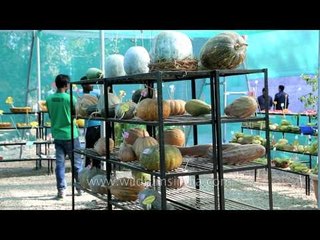 Exhibition cum competition at Hortiscape ,Naga Heritage village