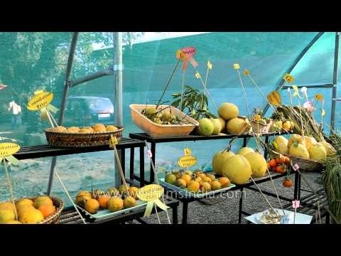 Exhibition cum flowers, fruits and vegetables competition, Nagaland