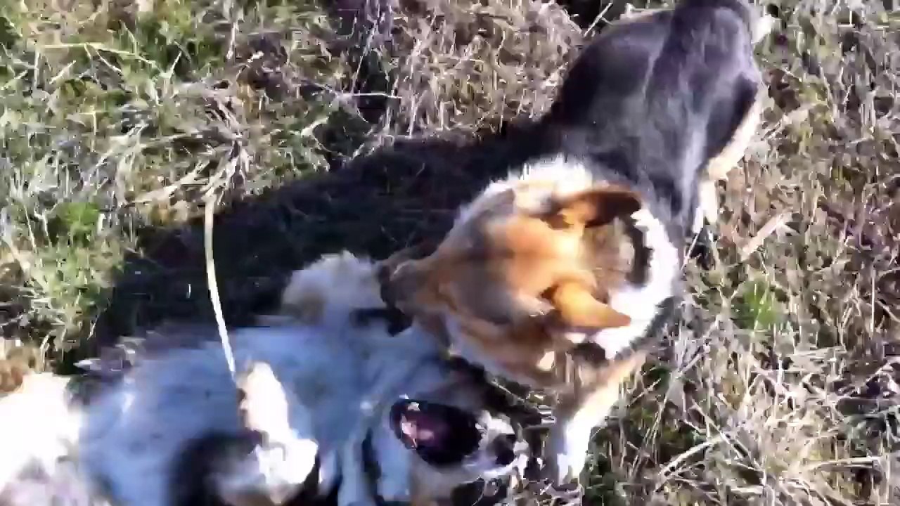 Corgi Chase Game