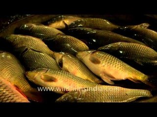 Fresh fish at market for sale, Imphal