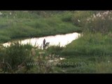 Rowing in the shallow waters of Loktak