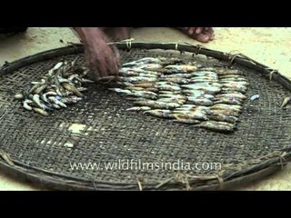 Traditional way of drying fish