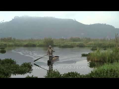 Boat rowing across phumdis : Loktak Lake