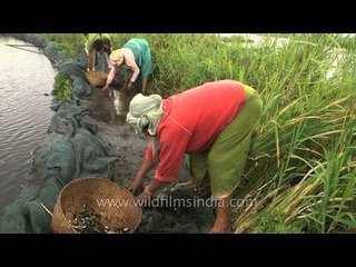 Women collecting fish in baskets at Loktak lake, Manipur