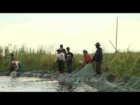Artificially built, circular phumdis for fishing in Loktak Lake, Manipur