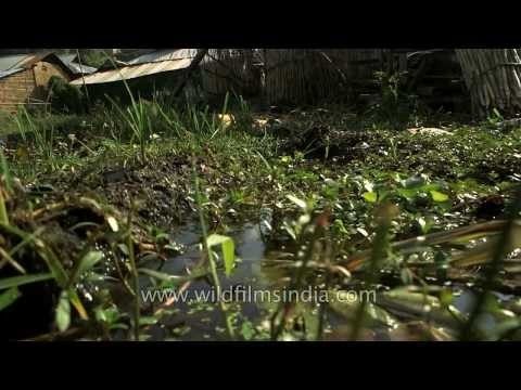 Wet area on a floating island of Loktak Lake