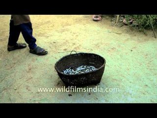 Wicker basket full of fish - at Loktak Lake