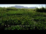 Water hyacinths in the Loktak Lake