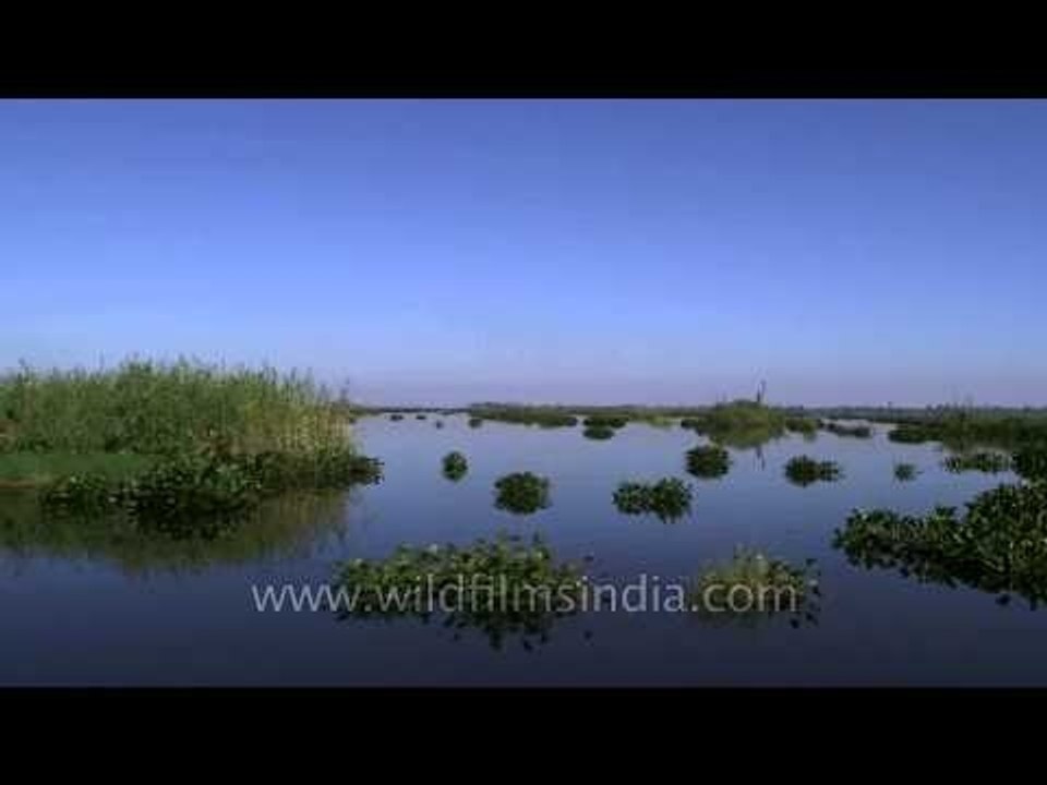 Floating islands in the blue waters of Loktak Lake of Manipur