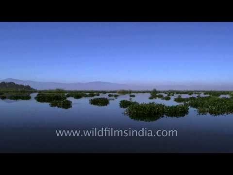 Loktak Lake of Manipur from a moving boat