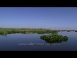 The blue waters of Loktak Lake, the largest freshwater lake of India