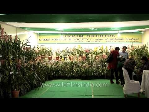 Orchids of Sikkim at Sangai Festival, Manipur